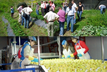 Asohofrucol señaló que inicialmente se tiene planeado construir plantas en Sucre y Córdoba. Foto: CONtexto ganadero. producción frutícola