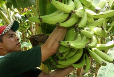 Desde este 4 de julio empezarán a ser efectivas las pólizas de seguro de cosecha para productores de plátano y banano en Quindío. Foto: CONtexto Ganadero. Productores de plátano en Quindío se aseguran