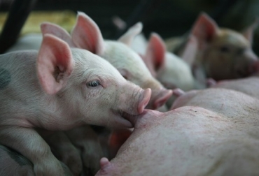 Aunque la enfermedad no afecta la salud humana, es necesario redoblar los sistemas de bioseguridad. Foto: ICA. Diarrea Epidémica Porcina colombia