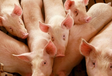 Mensualmente ingresan ilegalmente al país cerca de 8.600 cerdos y 1.660 toneladas de carne. Foto: CONtexto ganadero. producción porcícola colombia