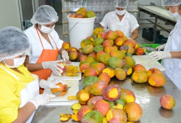 Córdoba cuenta con 728 hectáreas de papaya y Cesar con 207 de mango. Foto: Cortesía Procesamiento mango