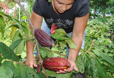 Hasta el 6 de julio, mil cacaoteros podrán verse favorecidos con la entrega de $2 mil millones en incentivos. Foto: CONtexto Ganadero. Cultivo de cacao en Colombia