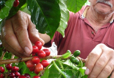 Las medidas hacen parte de la estrategia para frenar los fraudes al PIC por parte de Fedecafé. Foto: Federación Nacional de Cafeteros. Producción de café en Colombia
