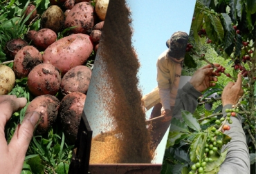 Paperos, arroceros y cafeteros han oído que la solución a sus problemas está en el cambio de cultivo. Foto: CONtexto Ganadero. Reingeniería al campo colombiano.