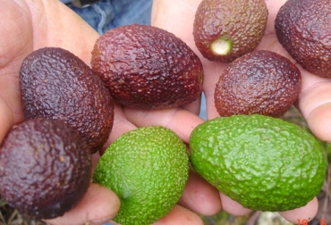 Los frutos caídos en estado de descomposición pueden ser usados como materia orgánica. Foto: Cortesía. Aguacate hass