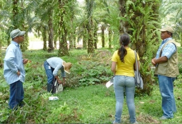 Fedepalma requiere $172 mil 600 millones para reactivar la producción. Foto: ICA reactivación palmera