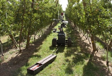La idea principal era detectar indicadores agrícolas importantes como el rendimiento, la salud de los árboles y la intensidad de la floración y los frutos. Foto: Cortesía - Portal Frutícola Robots trabajan en los campos de Australia