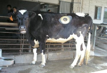 El secreto está en la degradación que hace el rumen, con el fin de producir diferentes tipos de combustible. Foto: Cortesía. Rumen vaca biocombustibles