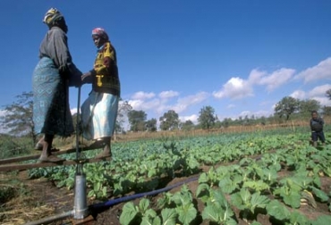La FAO busca con estas encuestas determinar con más precisión y rapidez los países que están pasando por esta situación. Foto: FAO. Seguridad Alimentaria en el mundo