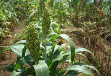 Esta variedad es empleada como alimento en verde o en ensilaje. Foto: Corpoica. sorgo dulce forrajero