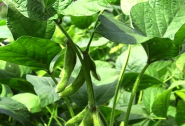 Corpoica podrá acceder a los avances, procesos y metodología de Embrapa para replicarlos en el país. Foto: CONtexto ganadero. Cultivo de soya