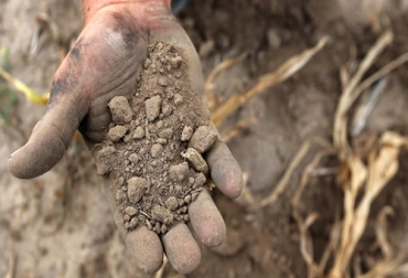 Este nuevo desarrollo permitiría sembrar en tierras altamente contaminadas y áridas. Foto: Cortesía Ecosiglos Fertilizante para suelos áridos