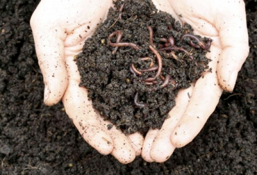 Expertos aseguran que este tipo de microorganismos contribuyen al mejoramiento de cualquier cultivo. Foto: hortalizas.com . Uso de bacterias en el suelo