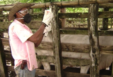Las altas coberturas de vacunación permiten mantener el estatus de ‘País libre de fiebre aftosa con vacunación’. Foto: Archivo. Ciclo de vacunación. Foto: Archivo Fedegán.