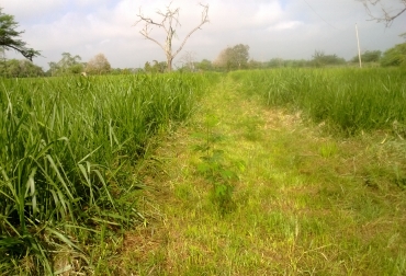 Corpoica ofrece alternativas tecnológicas a campesinos y productores de 18 departamentos para mejorar su capacidad de enfrentar el riesgo. Foto: Prensa. Sequía en Colombia