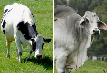 Resultado de imagen para nombre de ganado bovino carne y leche