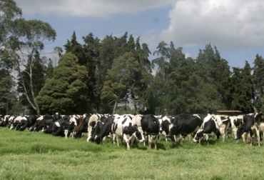 Foto: Fedegán.