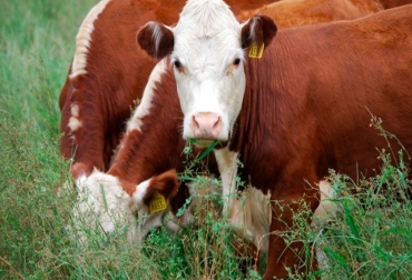 Foto: agroempresario.com