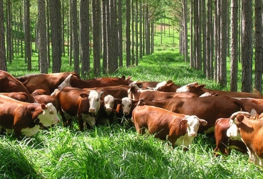 Foto: pregonagropecuario.com