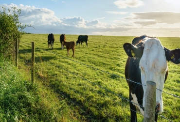 Foto: Offcaania/Shutterstock