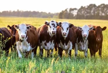 Los ganaderos deben aplicar prácticas que mitigan la emisión de GEI y promueven las de bienestar animal. Foto: bbva.com ganaderia sostenible cambio climatico