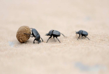 Los sistemas que integran árboles son más amigables con los escarabajos. Foto: Revista Pesquisa. escarabajos ganadería