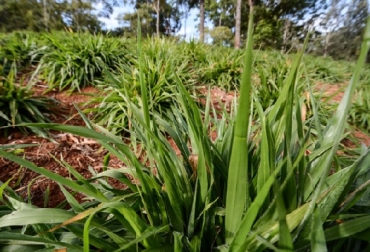 En el distrito de Lushoto, en la región de Tanga de Tanzania, los agricultores están cultivando pasto Brachiaria mejorado que tiene potencial para aumentar el carbono del suelo. Crédito: Georgina Smith El pasto Brachiaria mejorado que tiene potencial para aumentar el carbono del suelo.