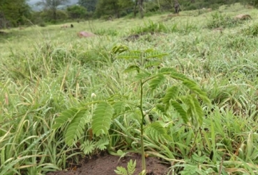 Este es uno de los terrenos en donde se han realizado trabajos de reforestación y se propicia la regeneración natural. Foto: Ganadería sin deforestar cuidar la selva