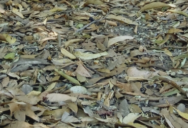 Para medir la producción de hojarasca foliar se utilizan mecanismos como las trampas circulares, teniendo en cuenta que pueden recolectarse durante cada semana. Foto: Turismo de Observación Aportes y degradación de la hojarasca en SSP