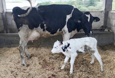 El bienestar animal es determinante para obtener buenos indicadores productivos y reproductivos en el hato. Foto: Ganaderia SOS Vaca con su cría
