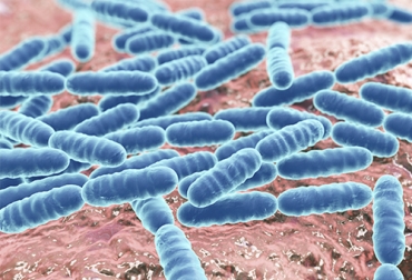 Los científicos buscan identificar qué microorganismos están presentes en el queso. Foto: Betelgeux microbios en el queso