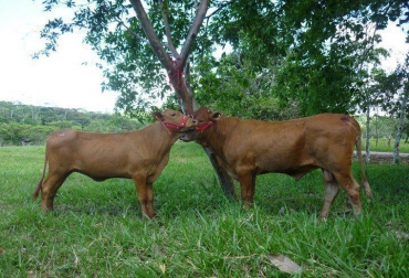 Mejorar la producción, fortalecer el gremio y ser más asociativo, es a lo que le están apuntando en el departamento. Foto: Ganadería Criolla Colombiana. cooperativismo en la ganadería