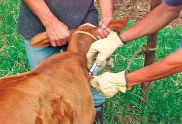 Ganaderos del Valle del Cauca deben vacunar obligatoriamente a sus reses. Foto: CONtexto Ganadero Productores Valle del Cauca rabia bovina.jpg