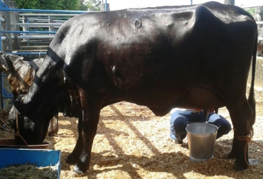 La vaca ganadora entregó durante su jornada de ordeño 33,3 litros de leche. Foto: María del Pilar Rodríguez / Fedegán-FNG. Concurso lechero Feria del Ariari