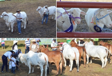 La 7ª Feria de Exhibición y Juzgamiento de raza brahman puro congregó a más de 2.000 espectadores. Foto: Sully Santos. Feria Cebú