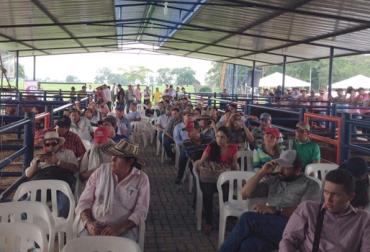 Los productores tuvieron la oportunidad de participar en un remate en el que fueron vendidos 11 ejemplares. Foto: Clara Torres / Fedegán-FNG. Día de campo beefmaster