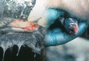 Durante lo que va de 2015, en Boyacá ya se han presentando 27 casos de estomatitis. Foto: CONtexto ganadero. estomatitis en Colombia