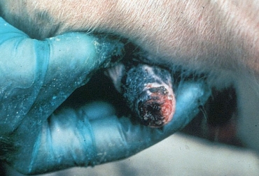 El departamento busca que este virus no se extienda a regiones con mayor densidad ganadera. Foto: cfsph.iastate.edu. estomatitis vesicular en Boyacá