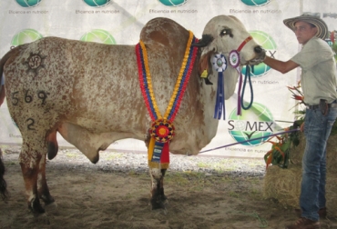 Esta res, campeona en la raza Gyr, es propiedad de Enrique Moreno, ganadero de La Dorada, Caldas. Foto: CONtexto ganadero. Asociación Regional de Ganaderos de Puerto Boyacá Expobrahman