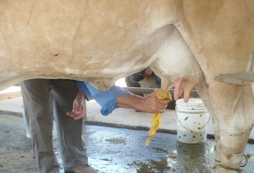 Cuidar la ubre y entender su anatomía son claves para obtener una leche de calidad. Foto: flickr.com/tecnoemprendes Cuidado de la ubre