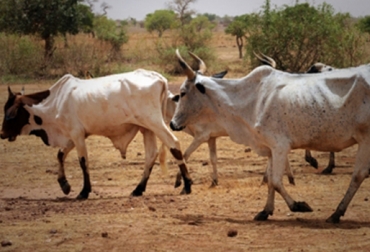 La Gobernación de La Guajira y Fedegán-FNG ejecutan el proyecto. Foto: CONTexto ganadero. ganado La Guajira