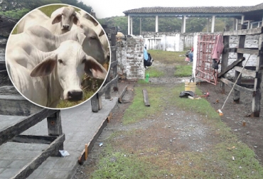 Asoganorva invirtió $90 millones en la adecuación de los corrales. Foto: Hernán Zapata-CONtexto ganadero. subastas ganaderas valle del cauca
