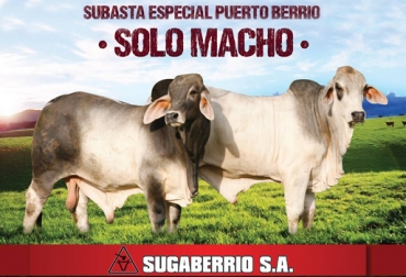 Desde las 5:00 pm la Plaza de Ferias de Sugaberrío abrirá las puertas para dar inicio al evento. Foto: Cortesía. Subasta de solo machos bovinos