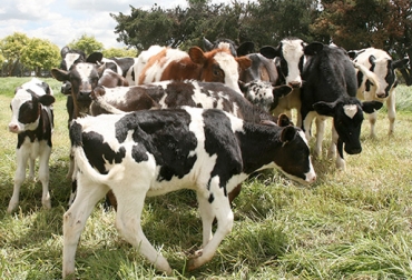 El próximo mes de junio comenzará la ejecución del proyecto lácteo en esta región cundinamarquesa. Foto: ICA. Vacas lecheras