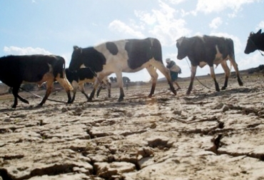 La falta de agua y forrajes preocupa a los productores bovinos del Caribe. Foto: CONtexto ganadero. Verano en el caribe colombiano