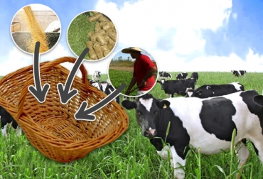 Los ganaderos se han visto en la obligación de reducir la la presencia de insumos, animales o empleados en la finca para sostener el negocio. Foto: CONtexto ganadero-Internet. ganado de leche