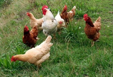 El hurto de especies como gallos y gallinas también empezó a volverse frecuente en la región. Foto: diariode3.com. Robo de gallinas