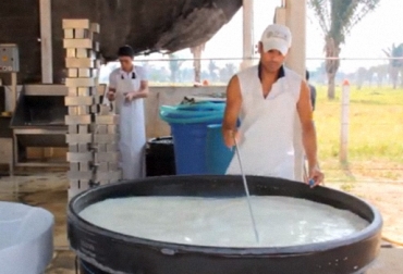La leche acopiada es transformada en quesos que son comercializados en varios municipios de Cundinamarca. Foto: Fundación Alcaraván. Asoganaderos Panamá de Arauca