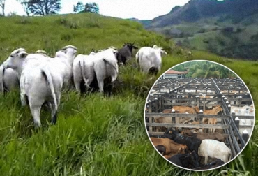 En menos de 2 meses, la subasta cordobesa ha logrado posicionarse en el gremio ganadero. Foto: CONtexto ganadero. Subasta comercial sinú