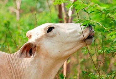 Más de 2.000 personas se han capacitado en bienestar animal en Córdoba desde 2013. Foto: www.mundotnc.org bienestar animal en colombia